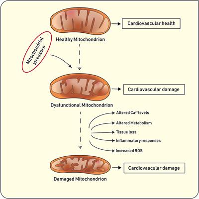 Epigenetic Control of Mitochondrial Function in the Vasculature